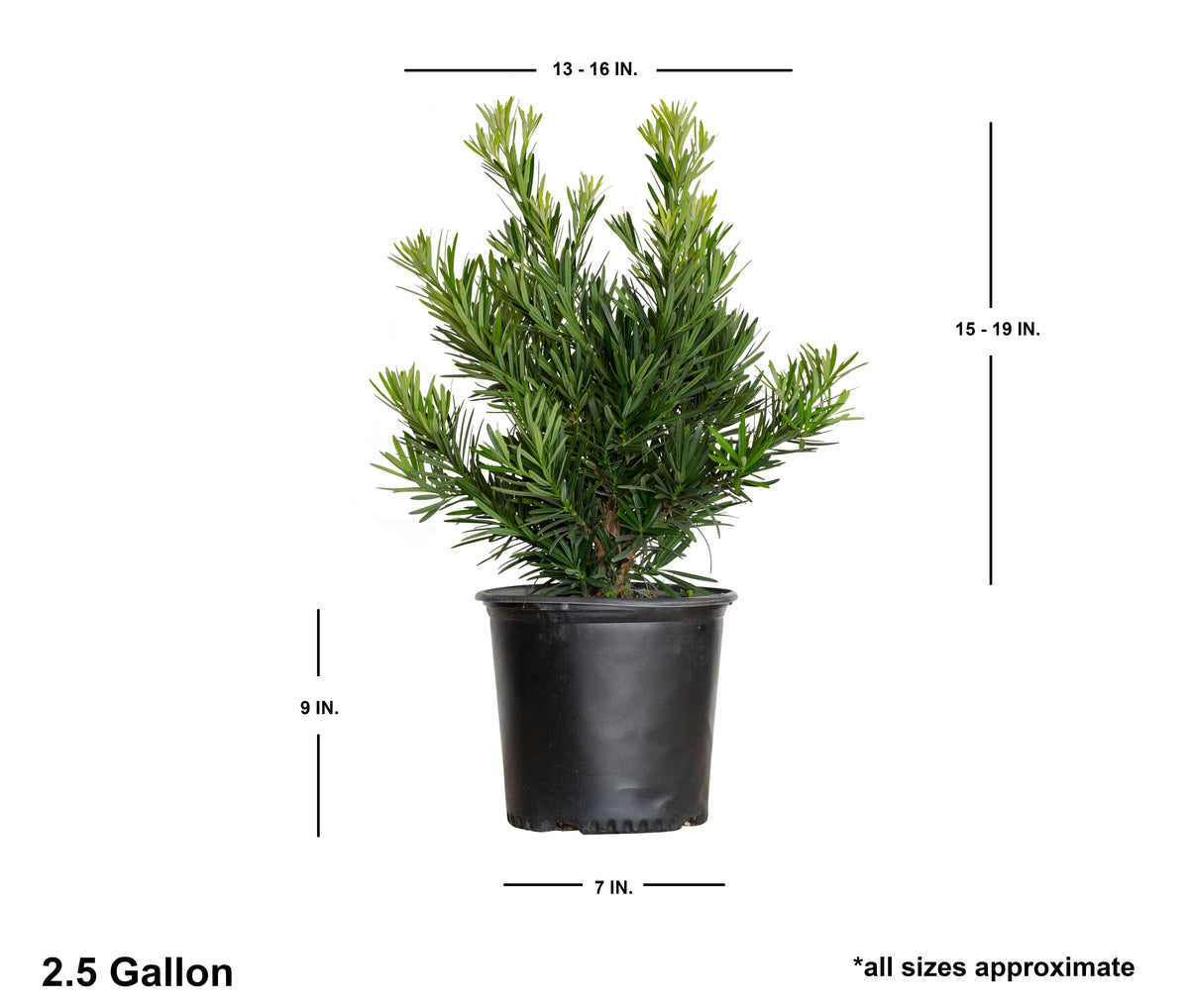 Dwarf Podocarpus Yew (2.5 Gallon) Evergreen Shrub S12952