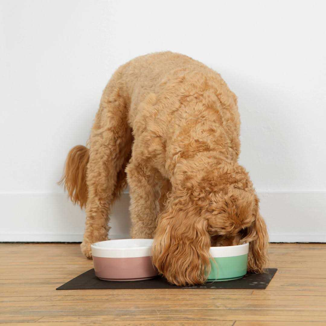 Dog Placemat I824796
