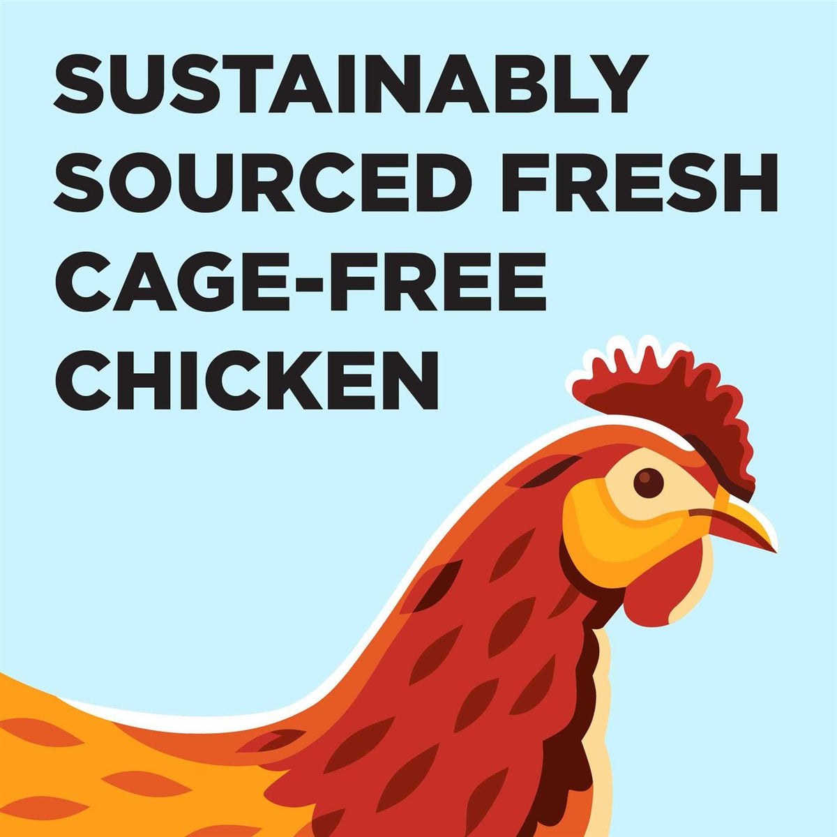 Chicken Recipe Dry Cat Food O304066