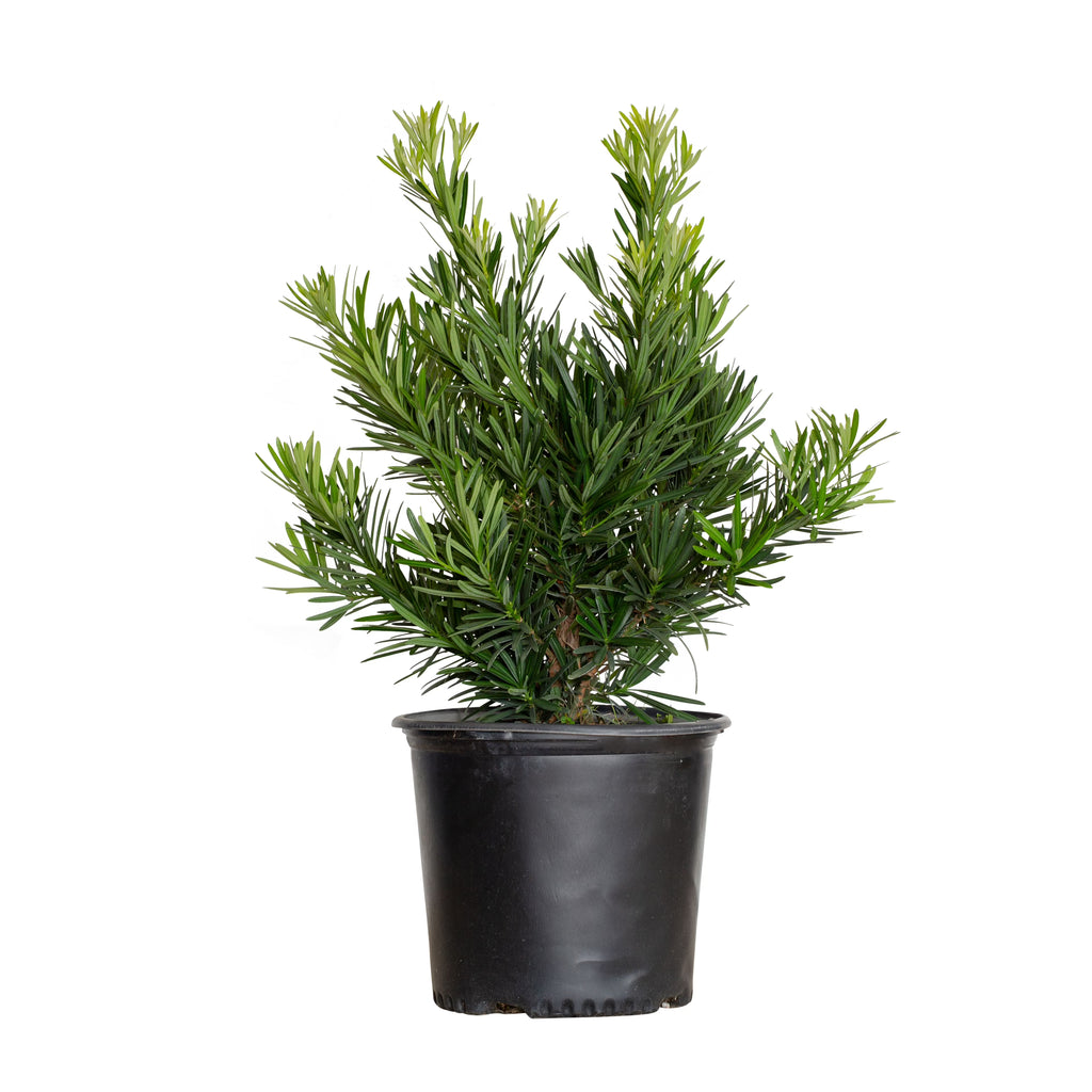 Dwarf Podocarpus Yew (2.5 Gallon) Evergreen Shrub S12952