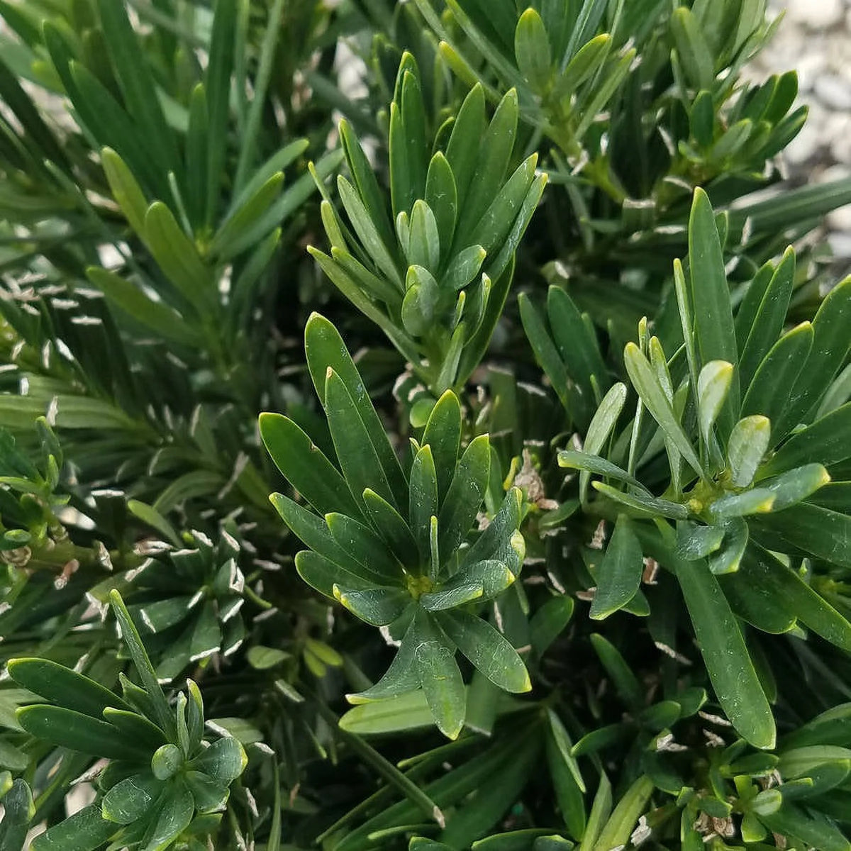 Dwarf Podocarpus Yew (2.5 Gallon) Evergreen Shrub S12952