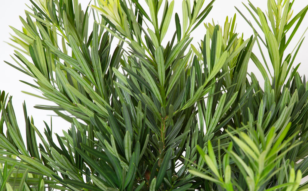 Dwarf Podocarpus Yew (2.5 Gallon) Evergreen Shrub S12952