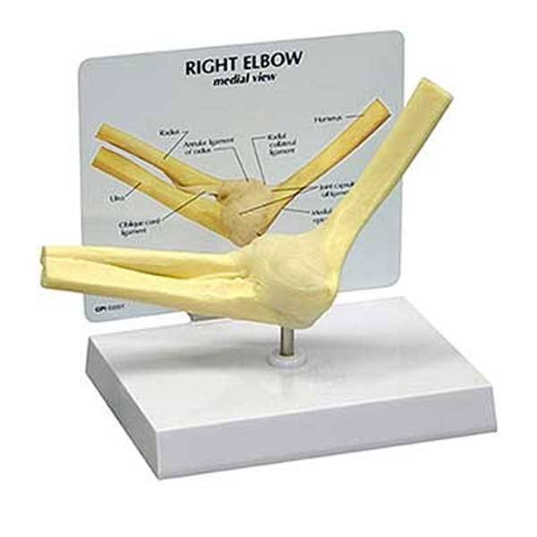 Anatomical Basic Elbow Model X20809